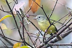 Blue Mountain Vireo